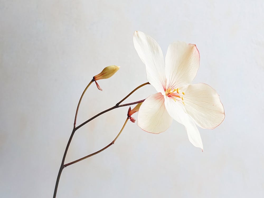 White Flower In A Vase