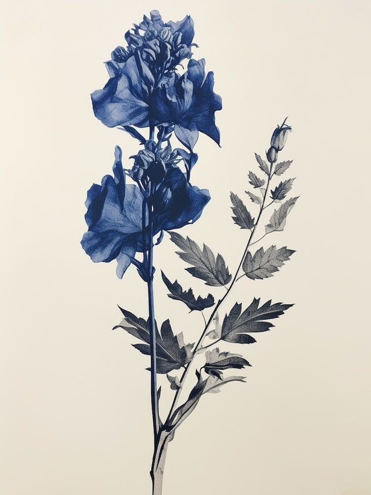 Blue Botanical Aconitum 1