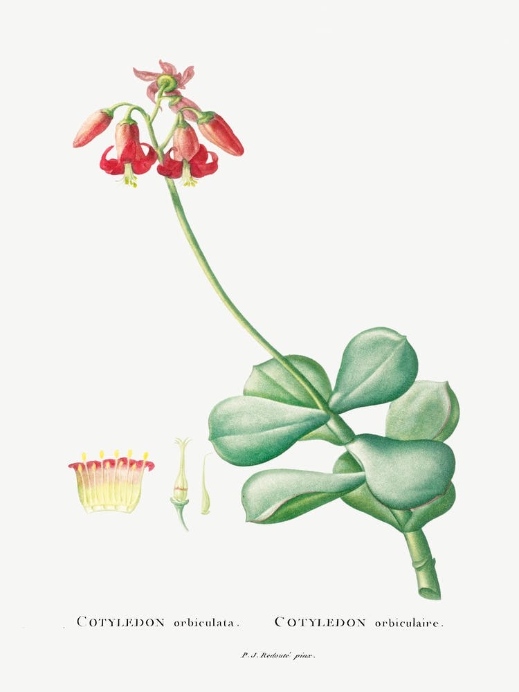 Cotyledon Orbiculata, Pierre Joseph Redoute