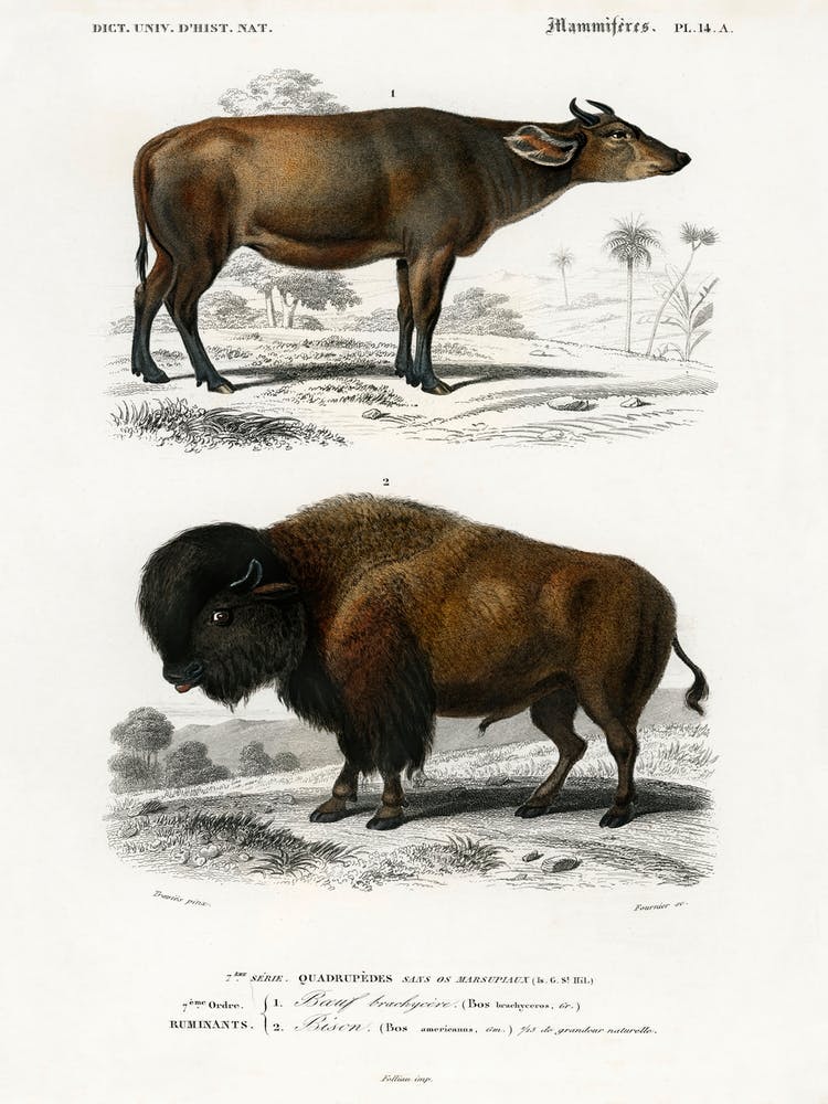 Cow (Bos Brachyceros) And Bison (Bos Americanus), Charles Dessalines D'Orbigny