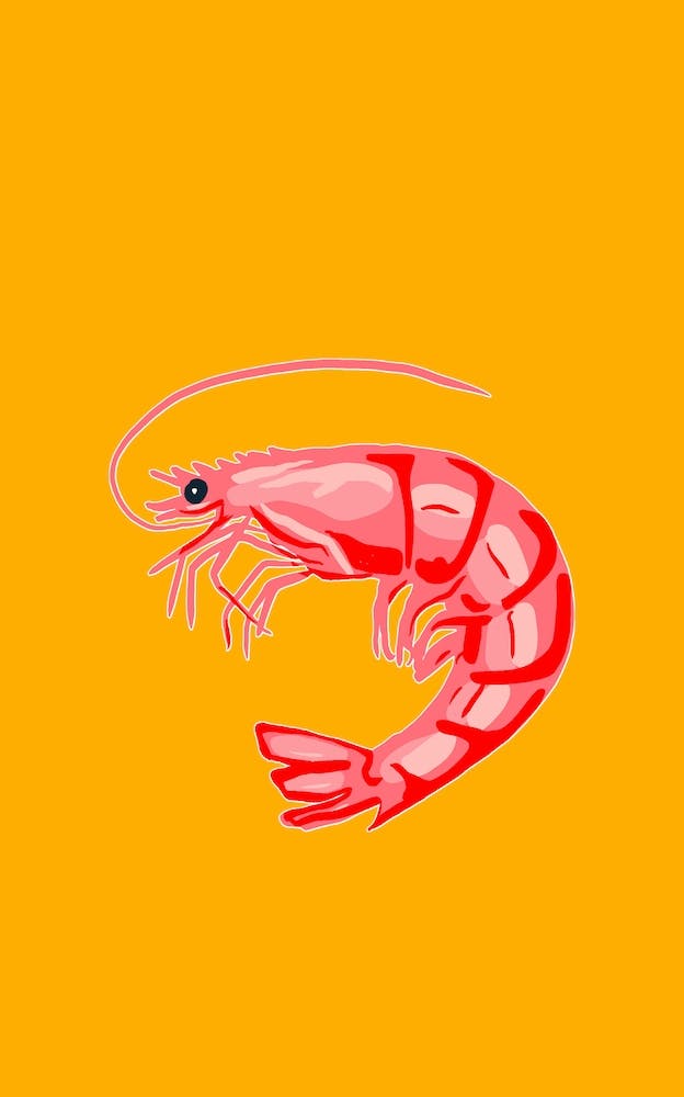 Large Shrimp
