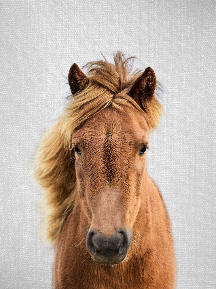 Pferd