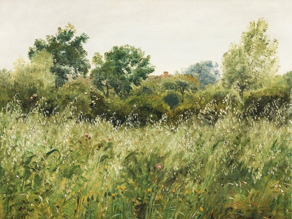Field of Oats near vintage illustration