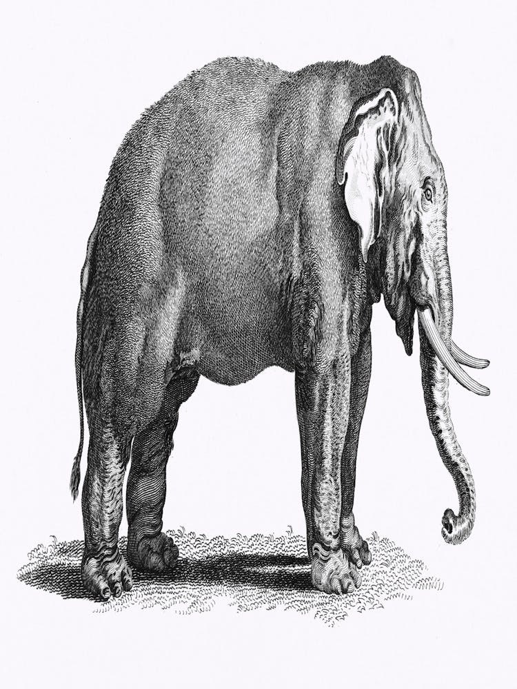 Elephant With Tusks