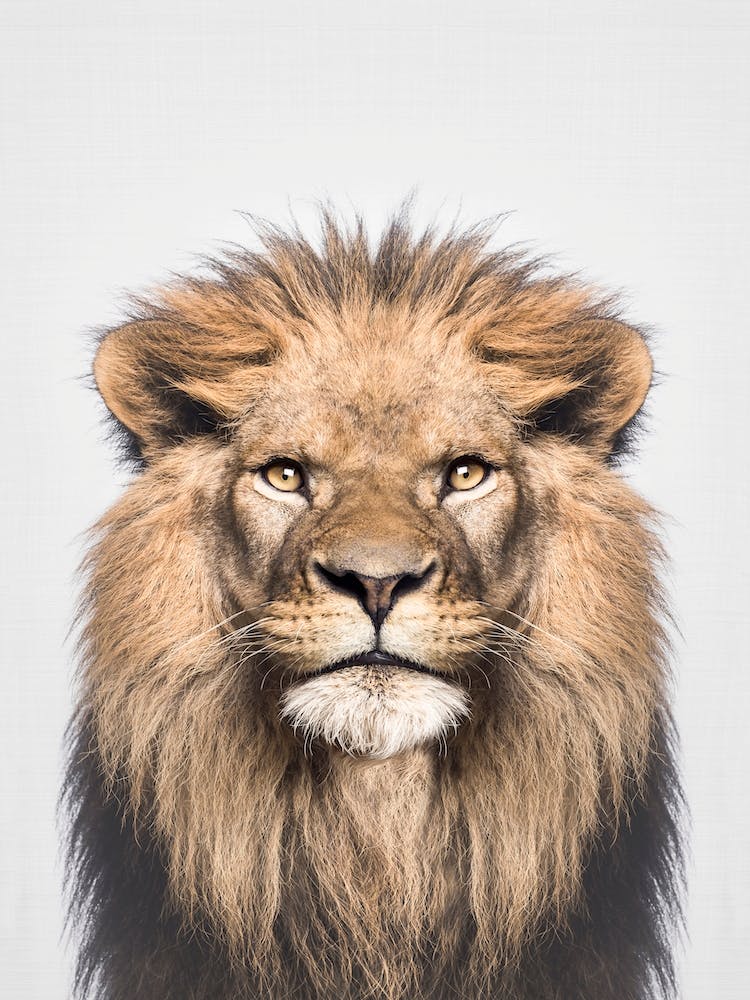 Lion Portrait Animal