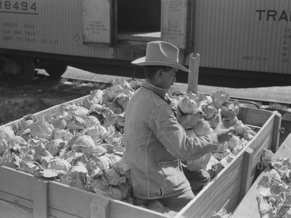 Grading Cabbages At Packing Plant, Alamo, Texas By Russell Lee