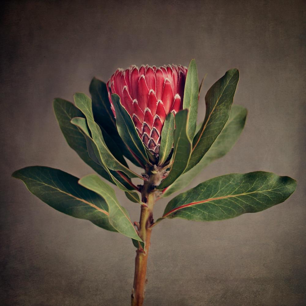 Red Protea 5