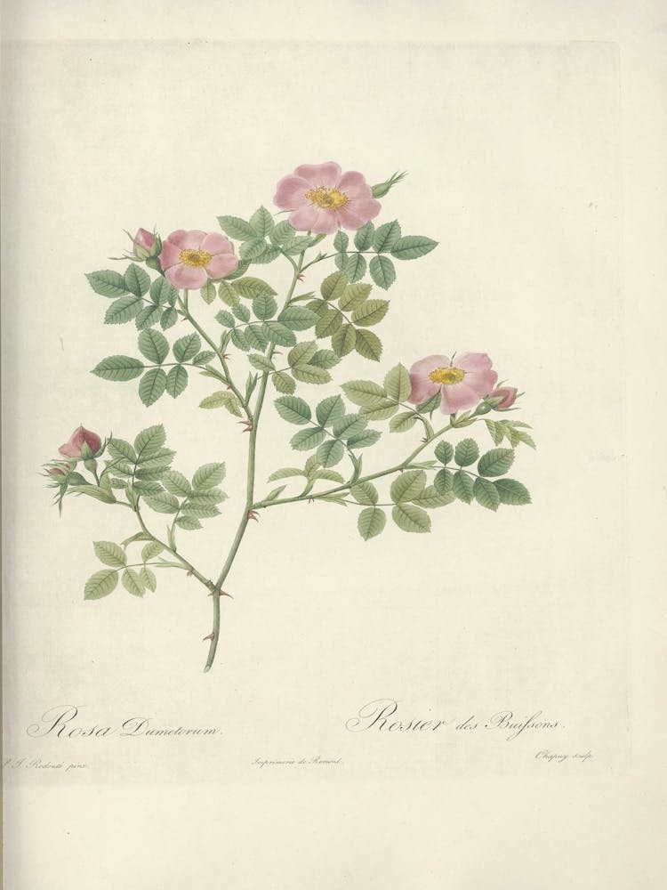 Rose Illustration, Pierre Joseph Redoute (62)