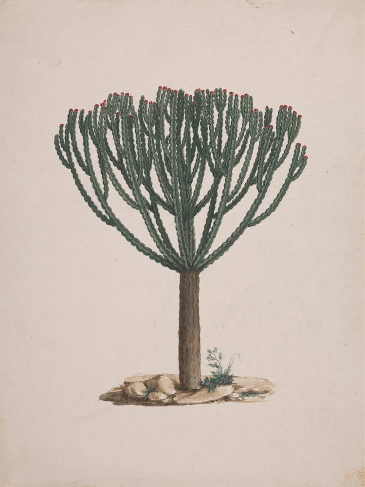 Ethiopian Tree Spurge, Luigi Balugani 1