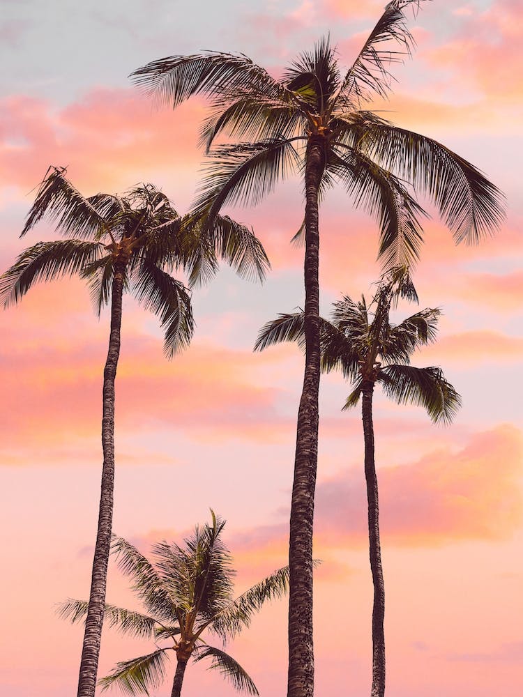 Sunset Palm Trees