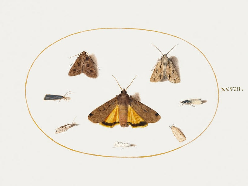 Eight Moths (1575–1580), Joris Hoefnagel
