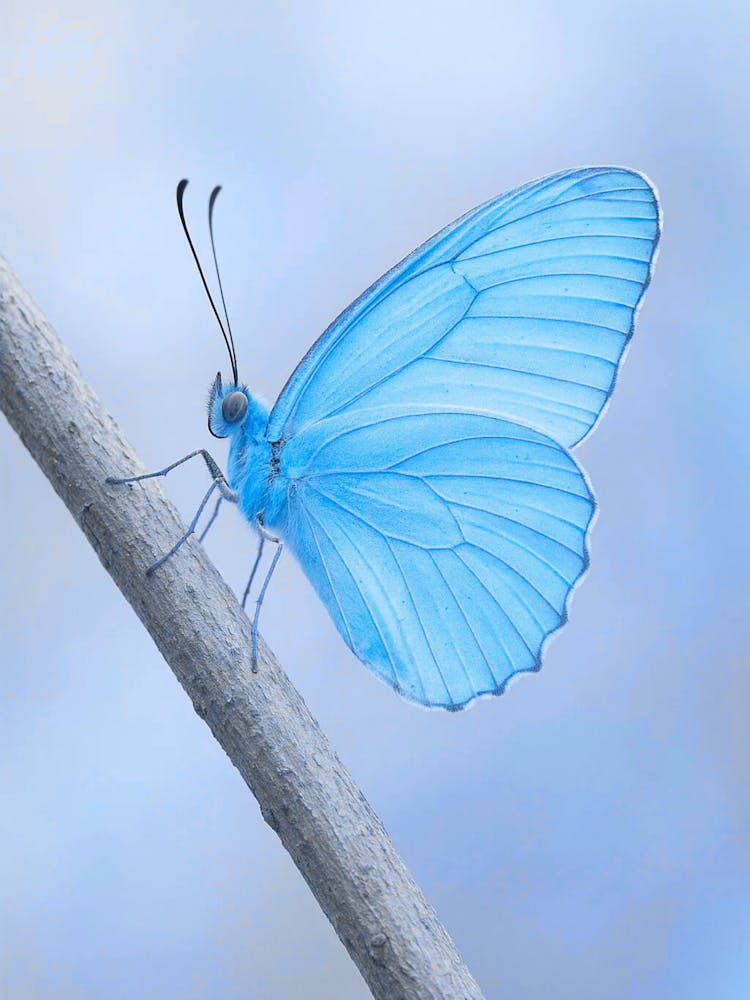Blue Butterfly 7