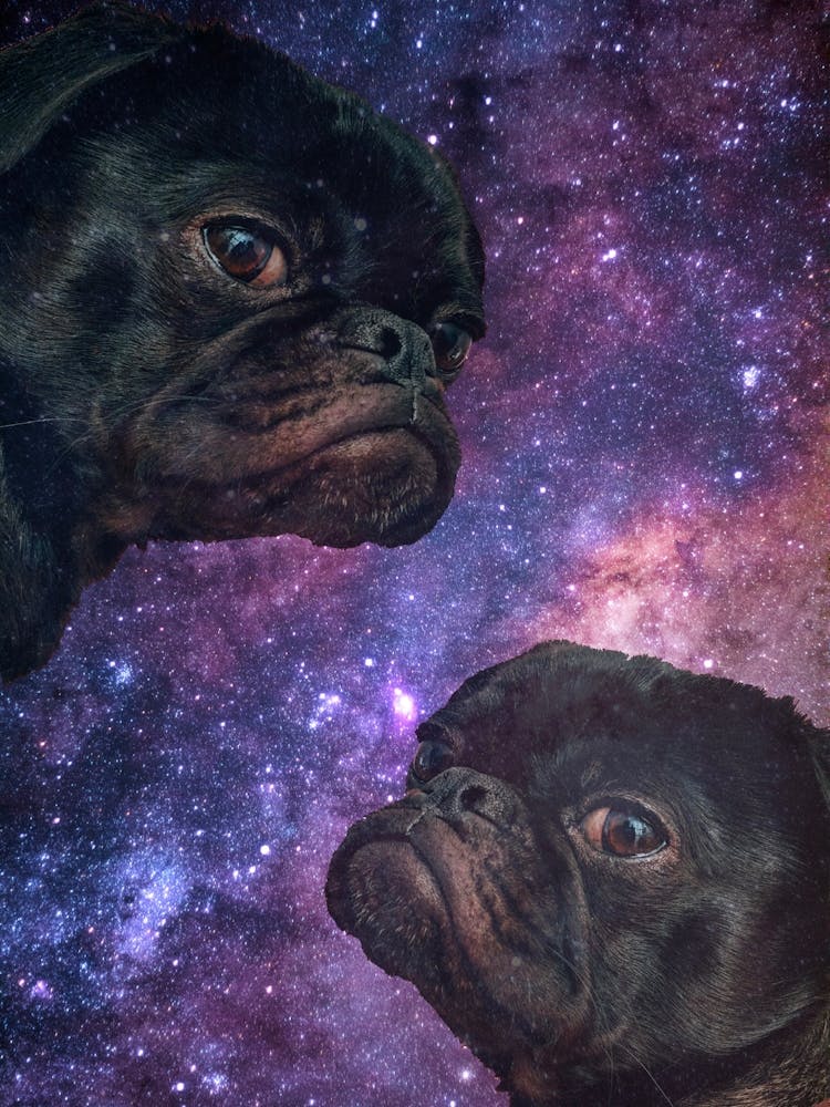 Space Dog