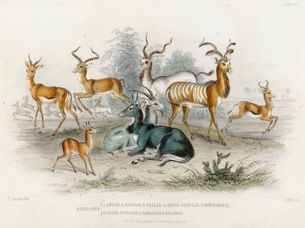 Addax, Koodoo, Pallah, Kevel Gazelle, Springbock, Salt S Antelope, Takhaitze, And Nyl Ghau, Oliver Goldsmith