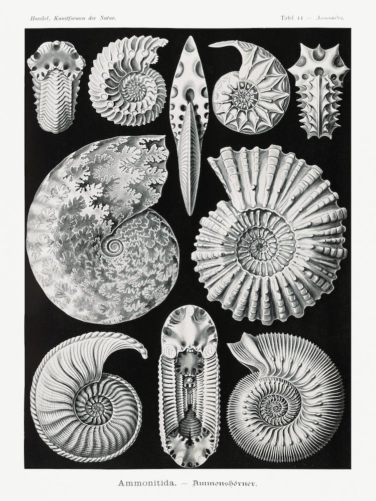 Ammonitida–Ammonshörner, Ernst Haeckel