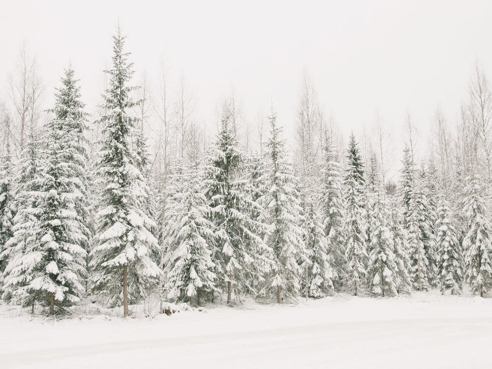 Rustic Winter Forest