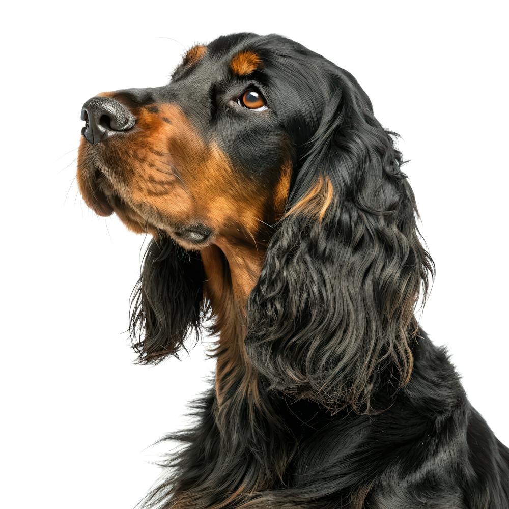 Gordon Setter Dog Portrait