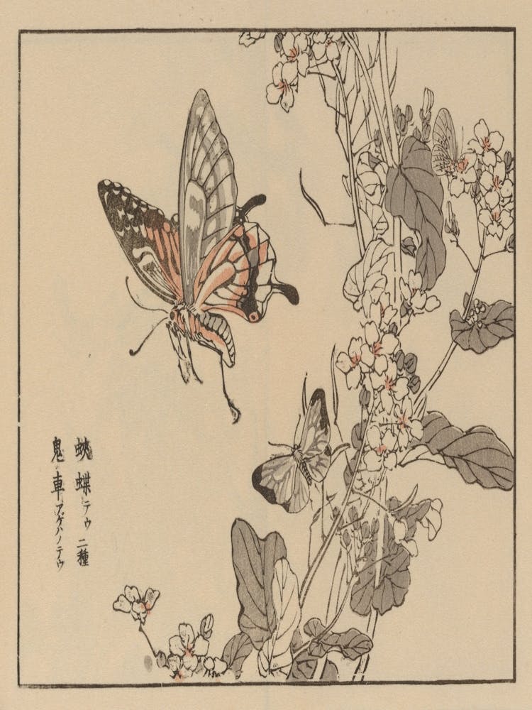 Butterfly On A Flower
