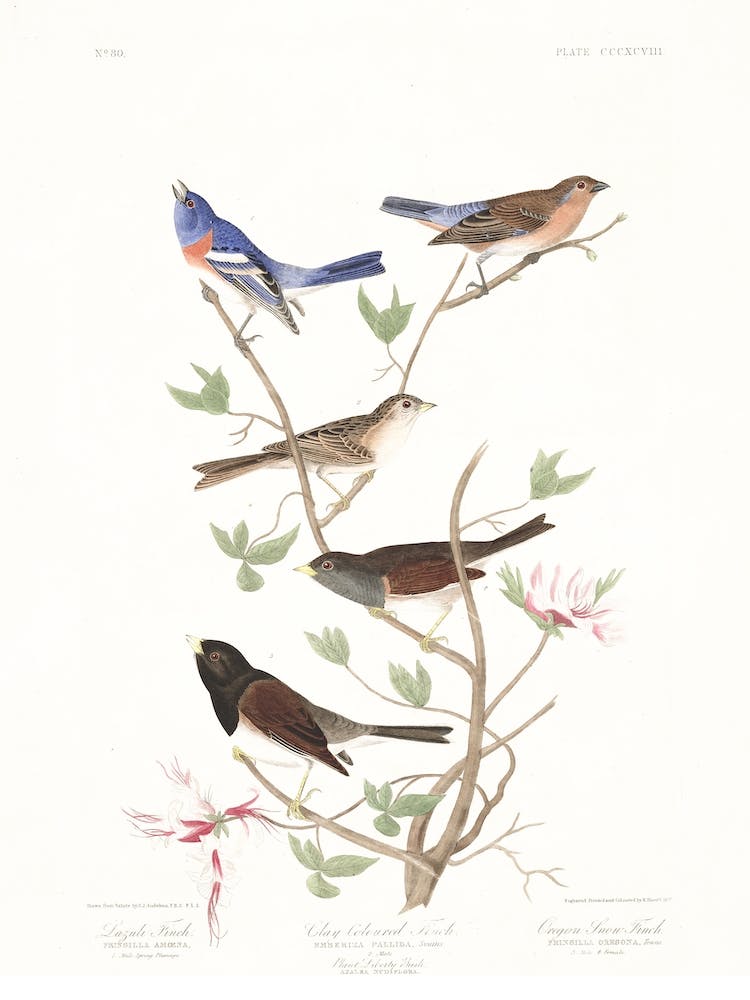 Lazuli Finch