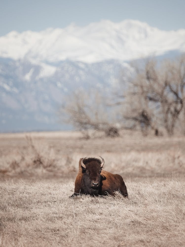 Sleepy Bison