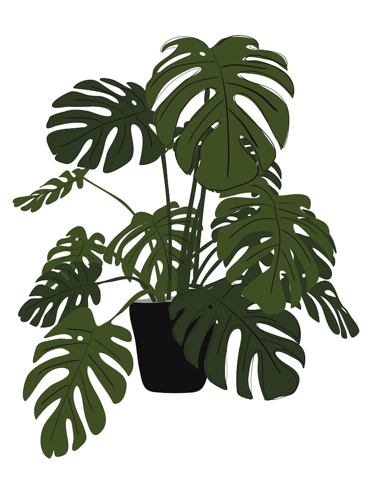 Monstera Plant 1