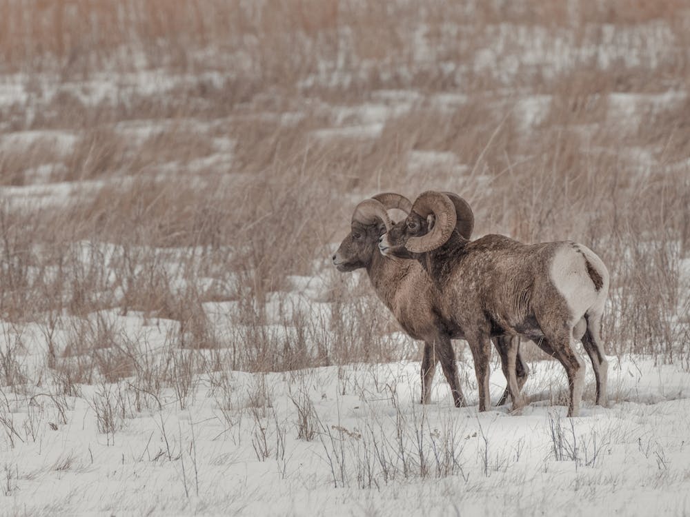 Snowy Bighorn Sheep In Winter