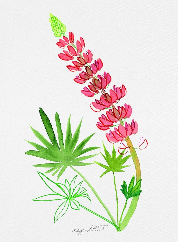 Pink Lupine Watercolor Artwork