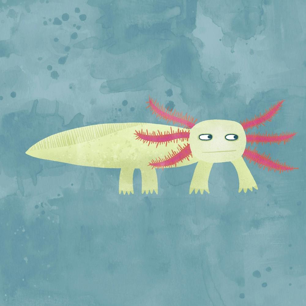 Axolotl Salamander