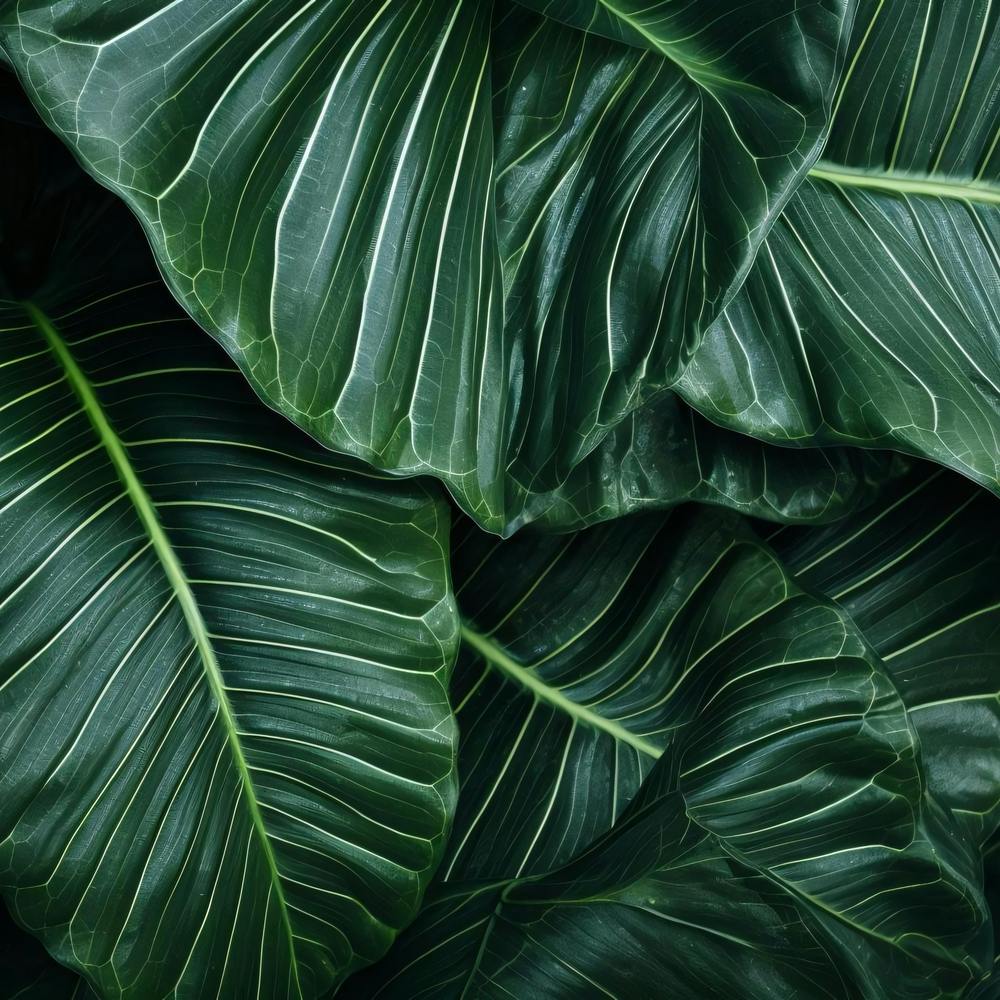 Photography Of The Texture Of A Lush Tropical Leaf