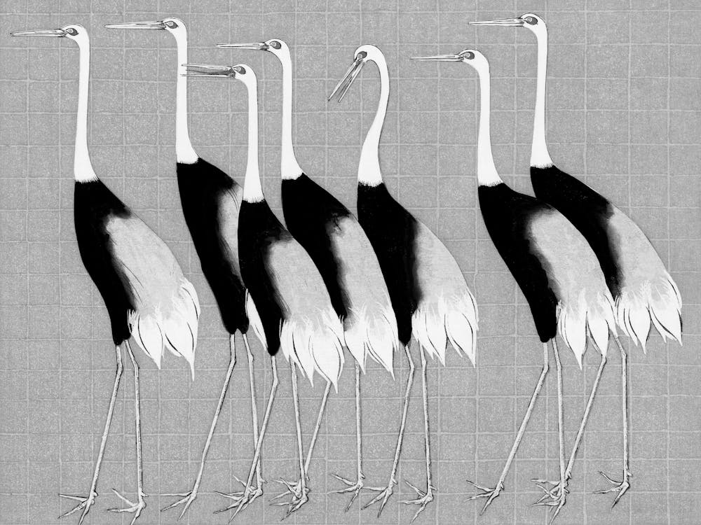 Cranes 1
