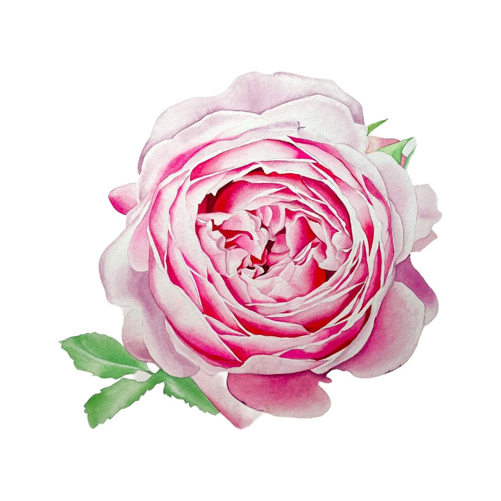 Pinkish rose