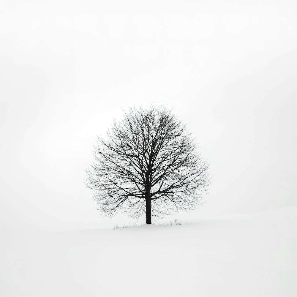 Minimalist Tree And Snow Square