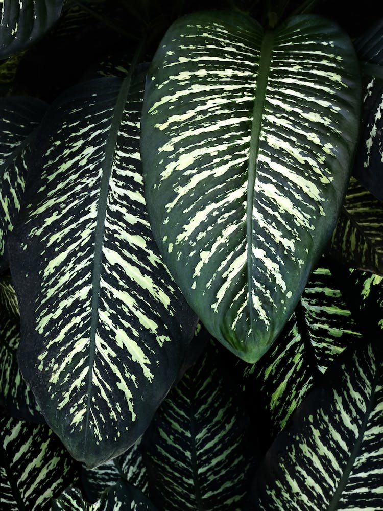 Jungle1