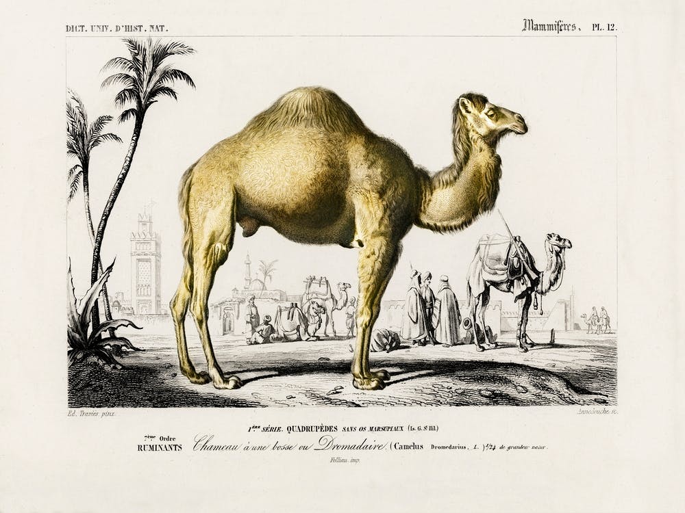 Camel (Camelus), Charles Dessalines D'Orbigny