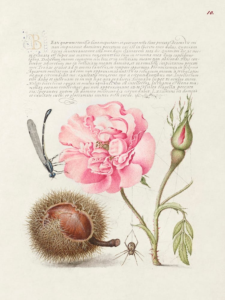 Damselfly, French Rose, Spanish Chestnut, And Spider From Mira Calligraphiae Monumenta, Joris Hoefnagel
