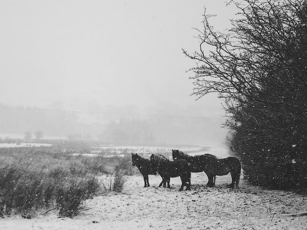 Horses