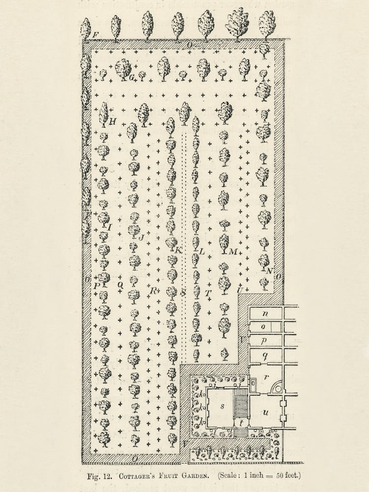 Vintage Illustration Of Cottage S Fruit Garden, John Wright