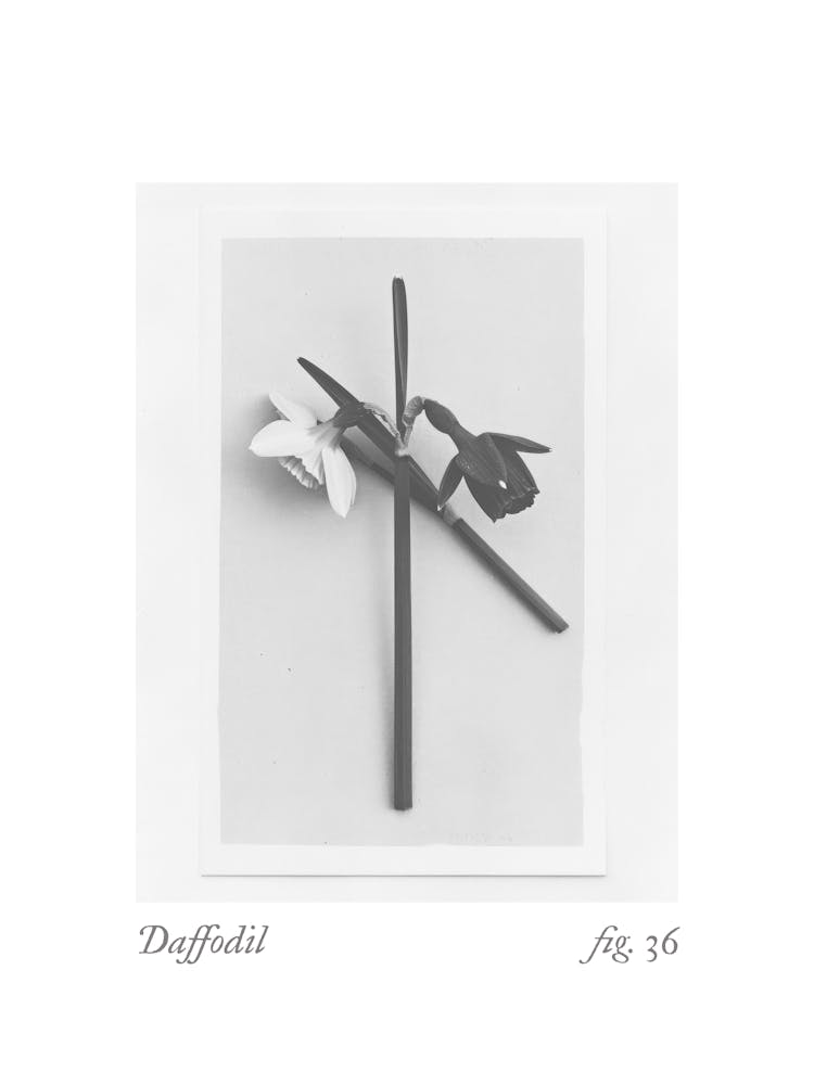 Daffodil Botanical Collage 4