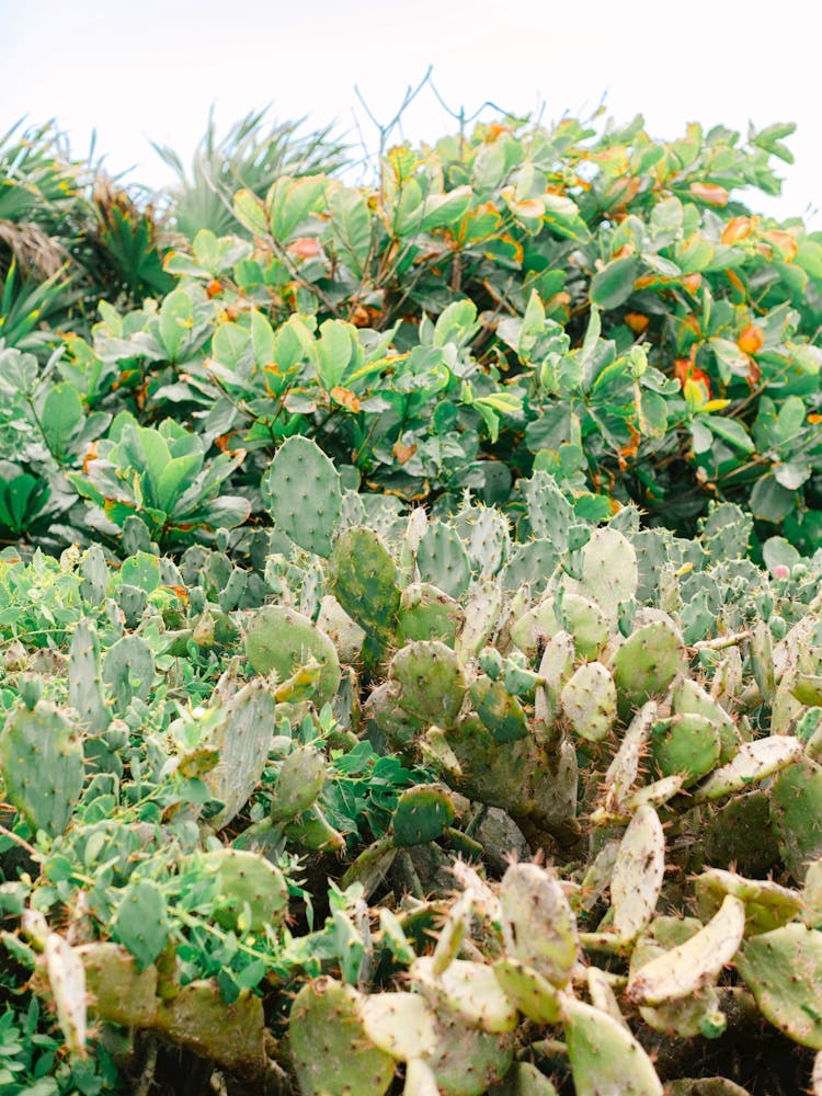 Cactus in Mexico