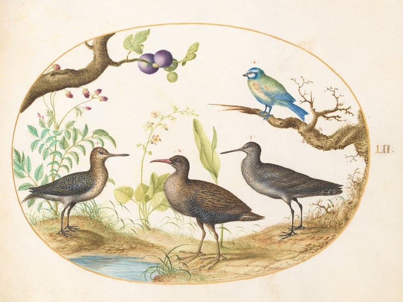 Animalia Volatilia Et Amphibia, Joris Hoefnagel 1