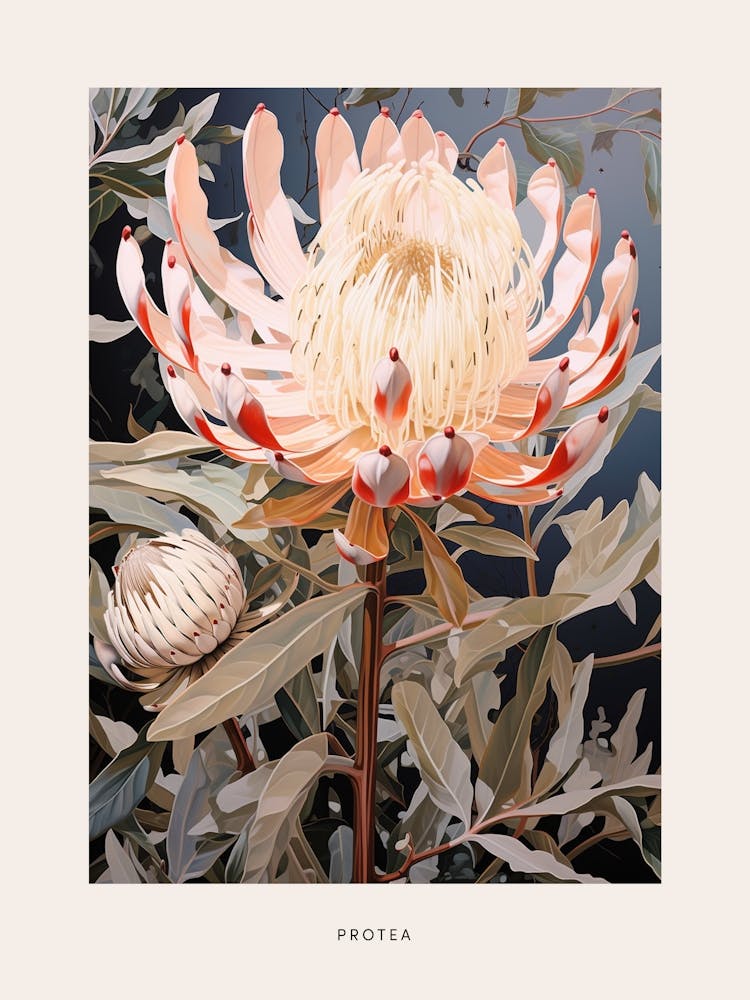 Flower Illustration Protea 4 Poster