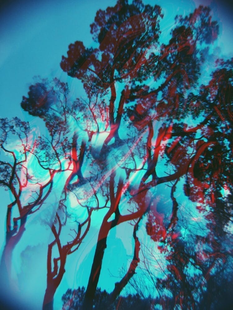 Arbres Bleus Double Exposition