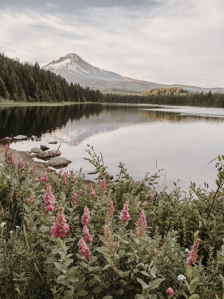 Lakeside Wildflowers