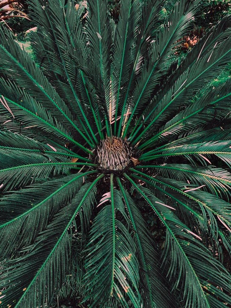 Botanische Palmblätter