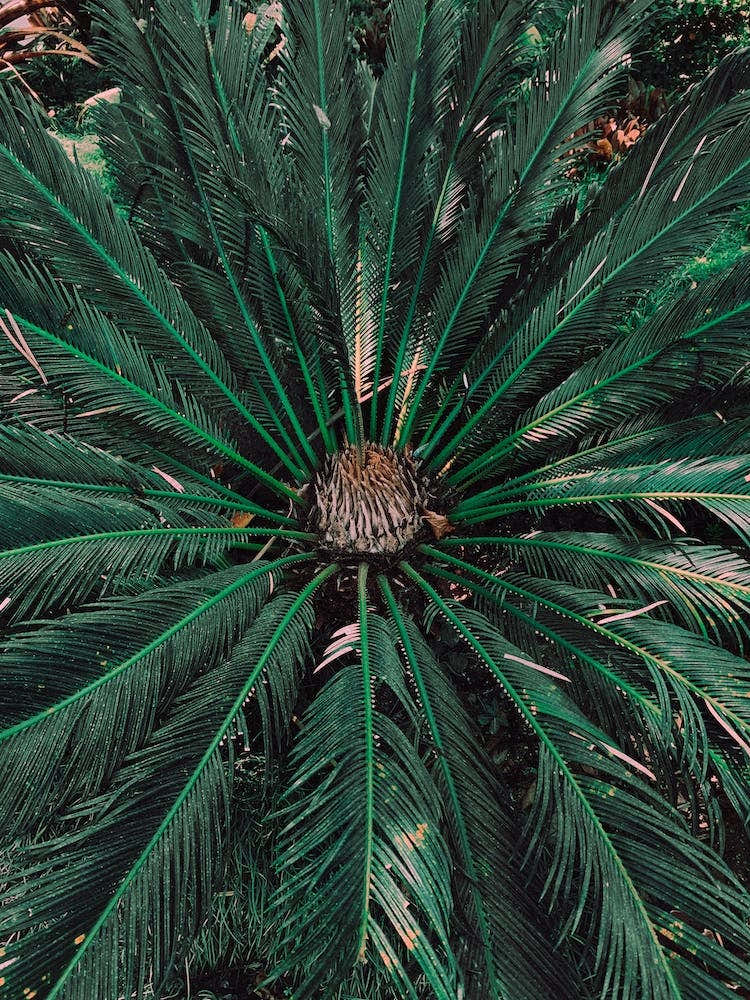 Botanical Palm Leaves