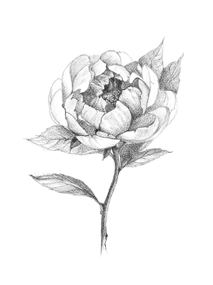 Flower V by Aga Szafranska