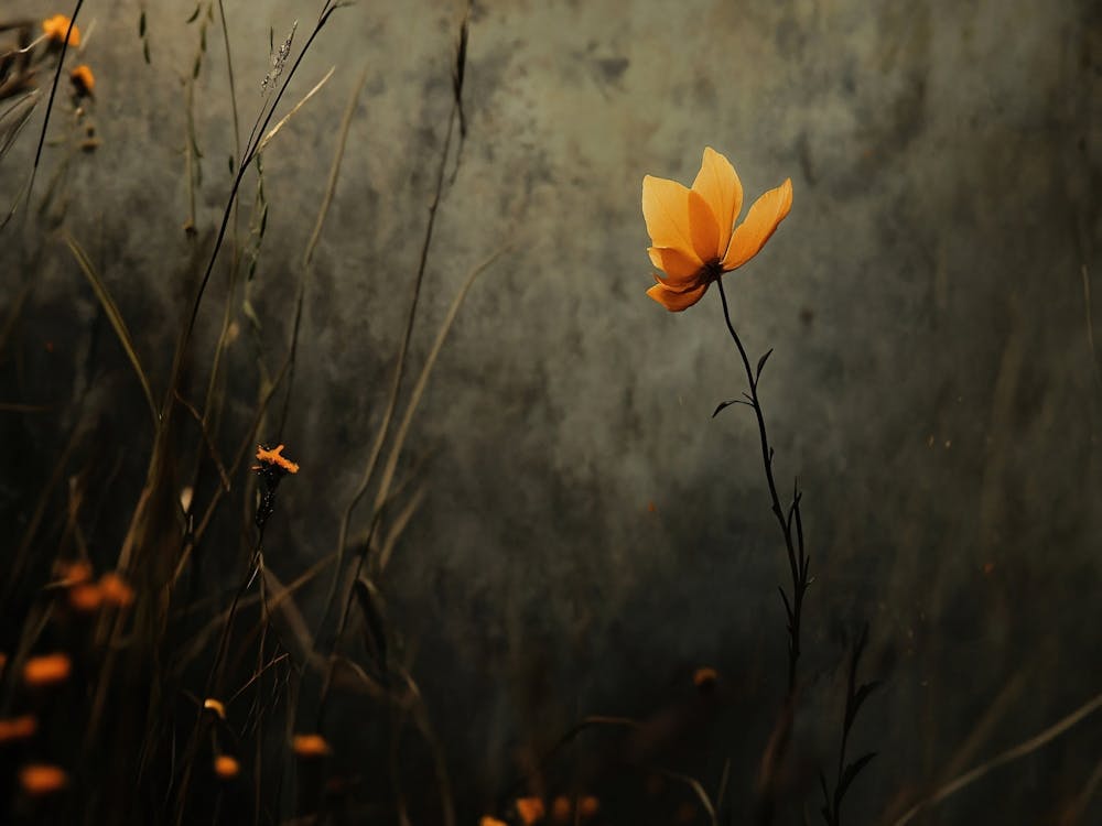 Single Flower In A Field