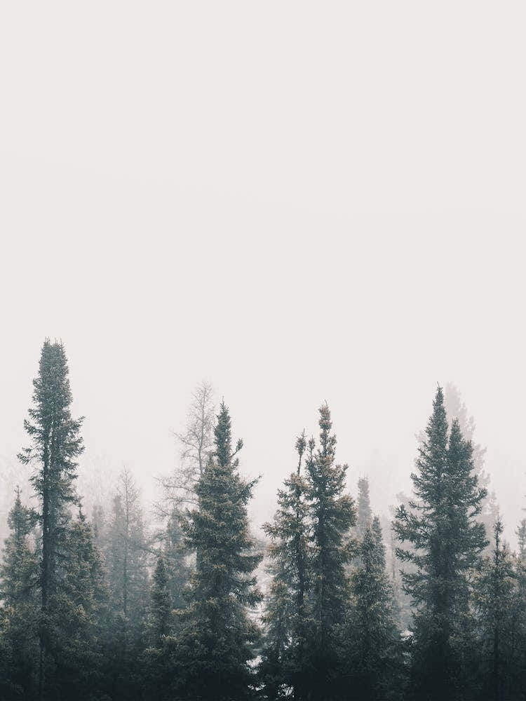 Foggy Pine Trees