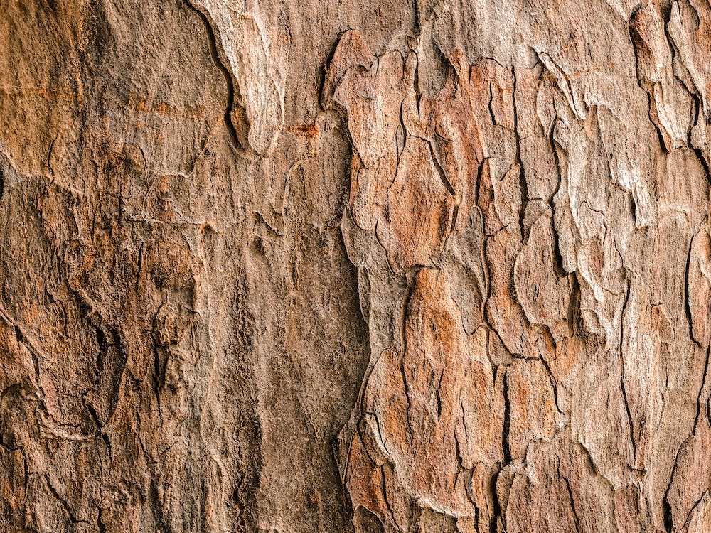 Tree Bark