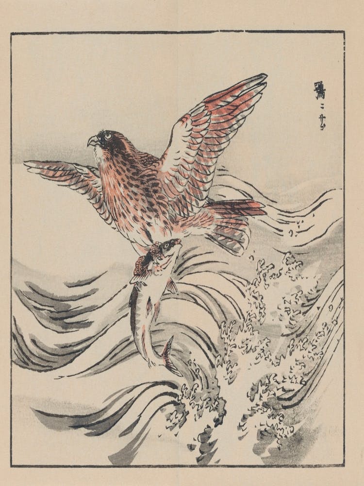 Hawk And Fish